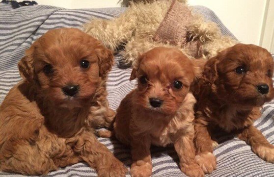 Cavoodle puppies