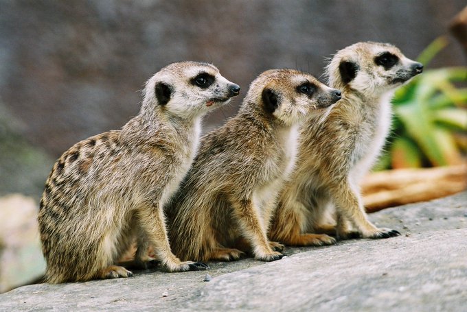 Close up of three meerkats