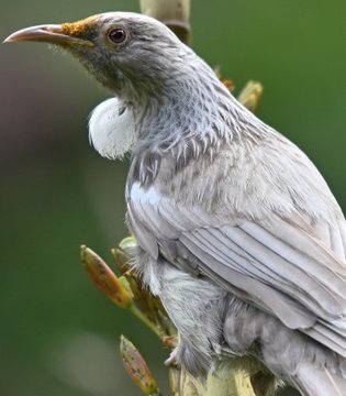 White tui photo